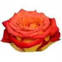 Thinking of having my flower girls wear tutus... I NEED HELP ASAP!!!!! PLEEEEEEASE!!!!1