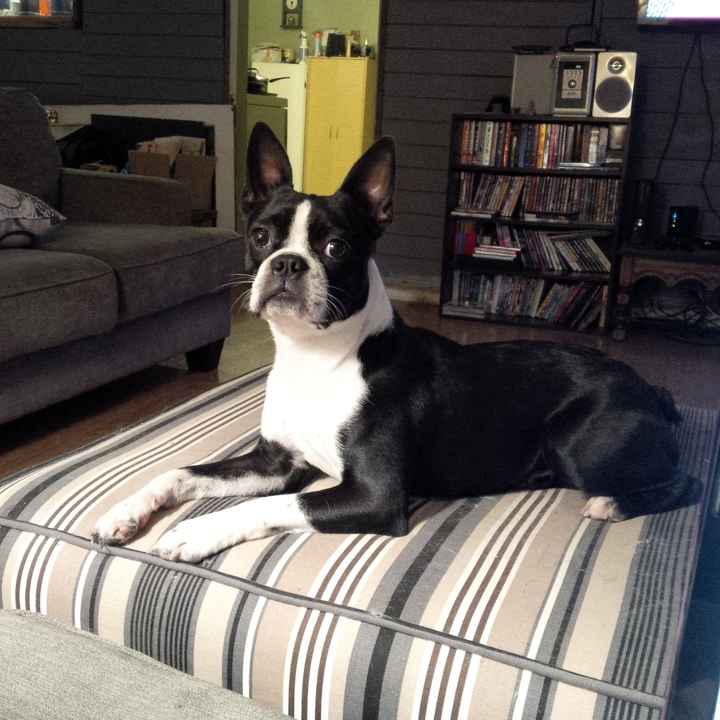 NWR Happy Fursday! Show me your fur babies!