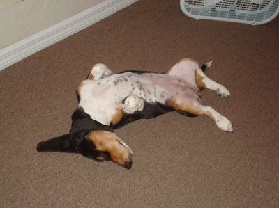 I love my Dog. NWR.