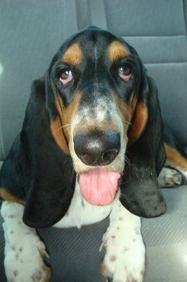 NWR: What kind of dog do you have?
