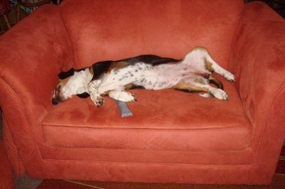 NWR: What kind of dog do you have?