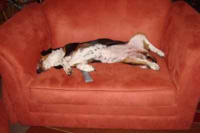 NWR: What kind of dog do you have?