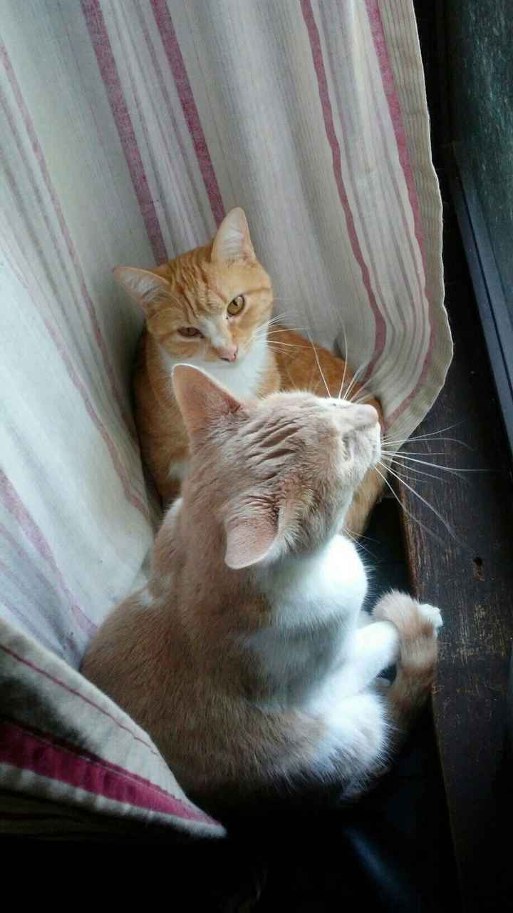 Nwr- show me your fur babies