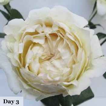 Flower combinations