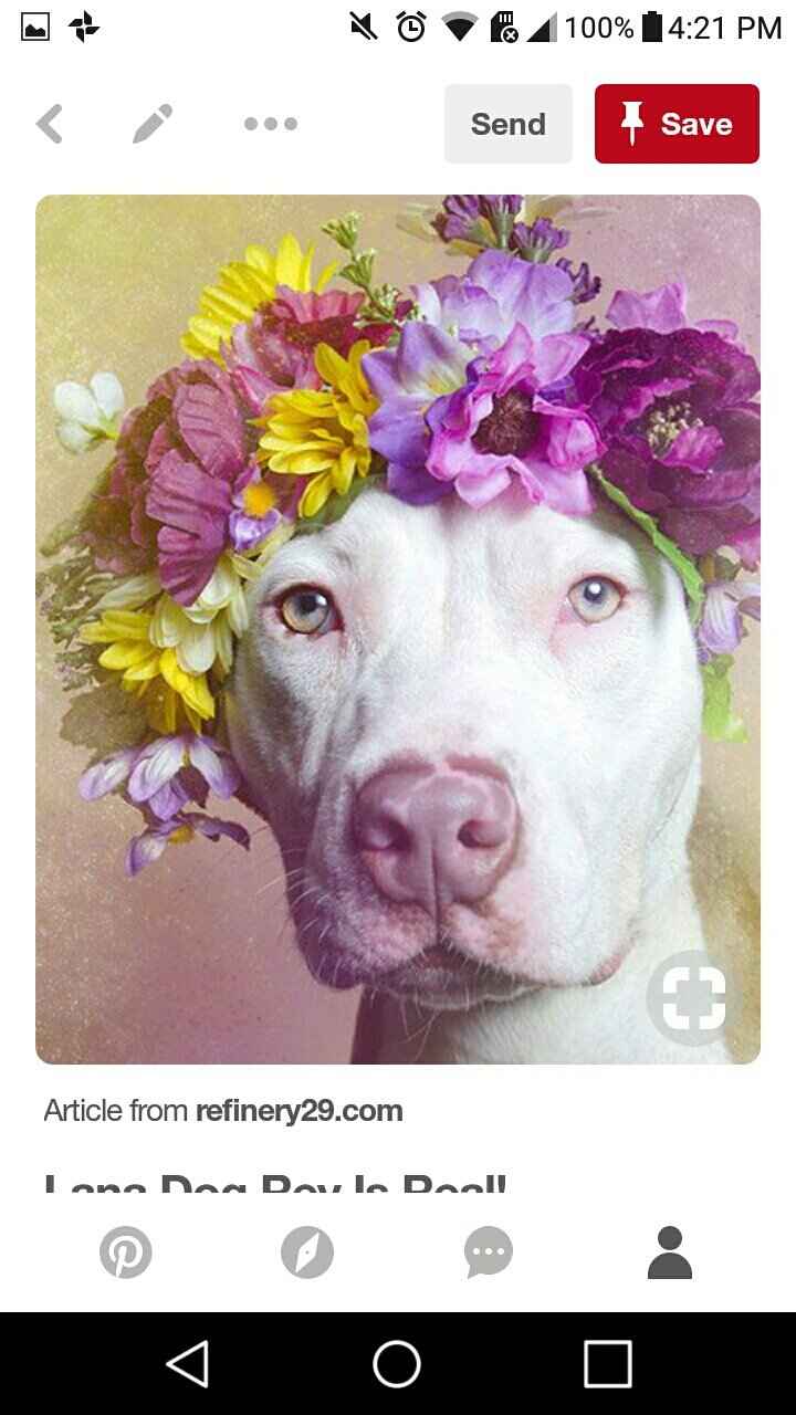 Flower Dogs? - 2