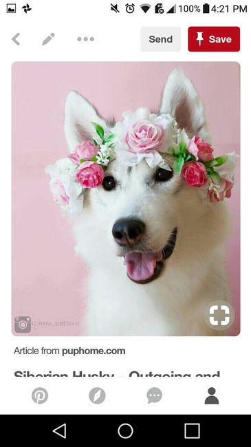 Flower Dogs? - 1