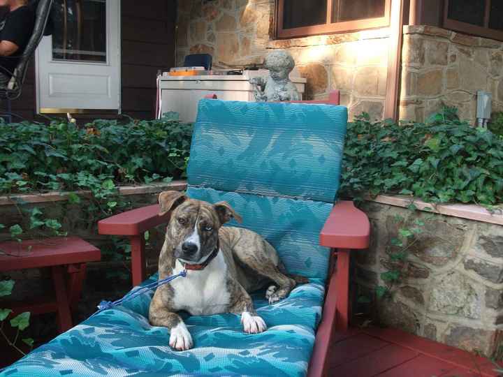 NWR: Pet Post