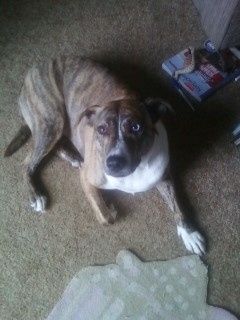 NWR: Pet Post