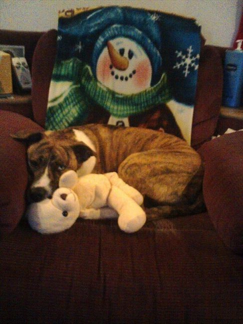 NWR: Pet Post