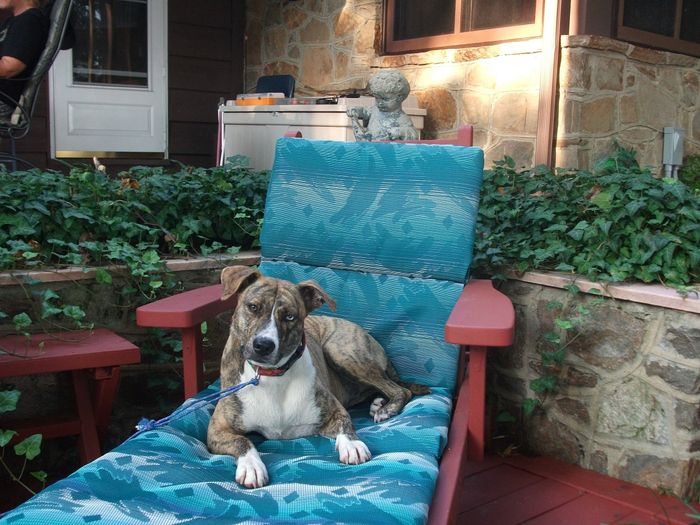 NWR: Pet Post