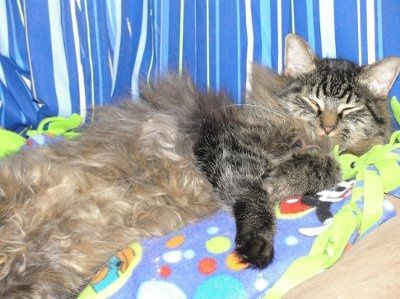 Let's see your pets!