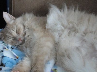 Let's see your pets!