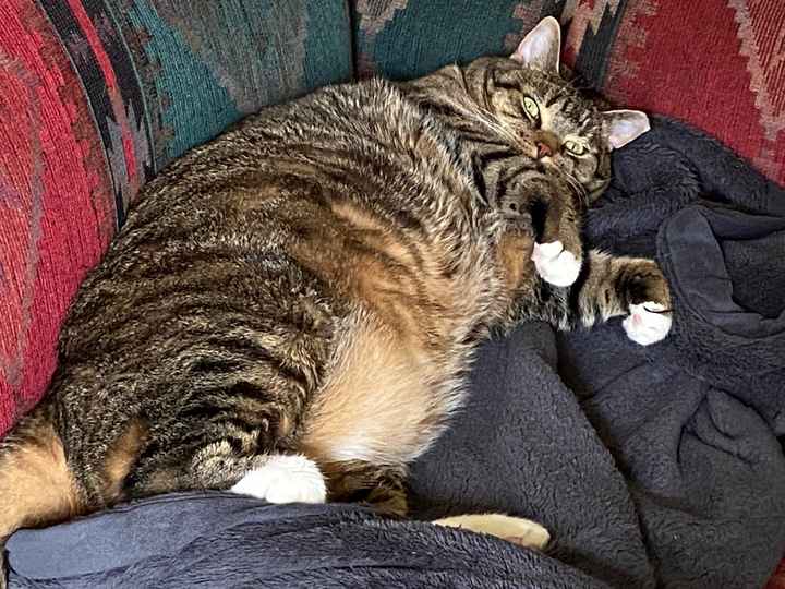 Show me your pet! - 1