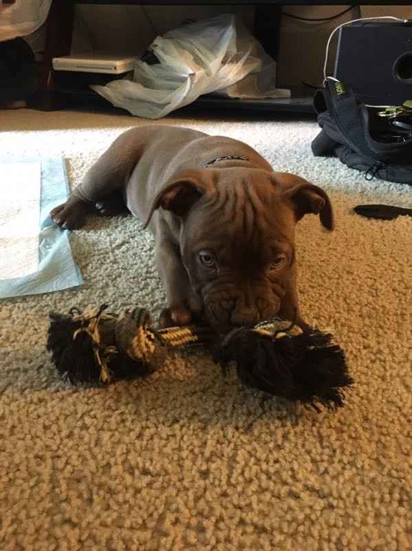 NWR - got a new puppy