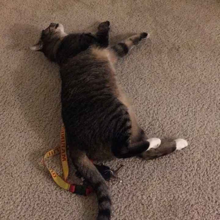 Show my your kitties!