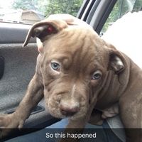 NWR - got a new puppy