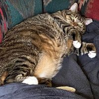 Show me your pet! - 1