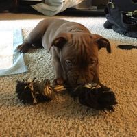 NWR - got a new puppy