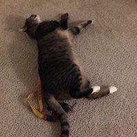 Show my your kitties!