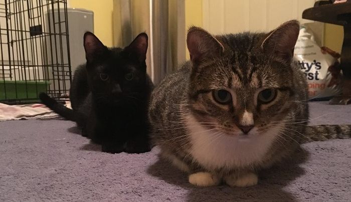 kitties