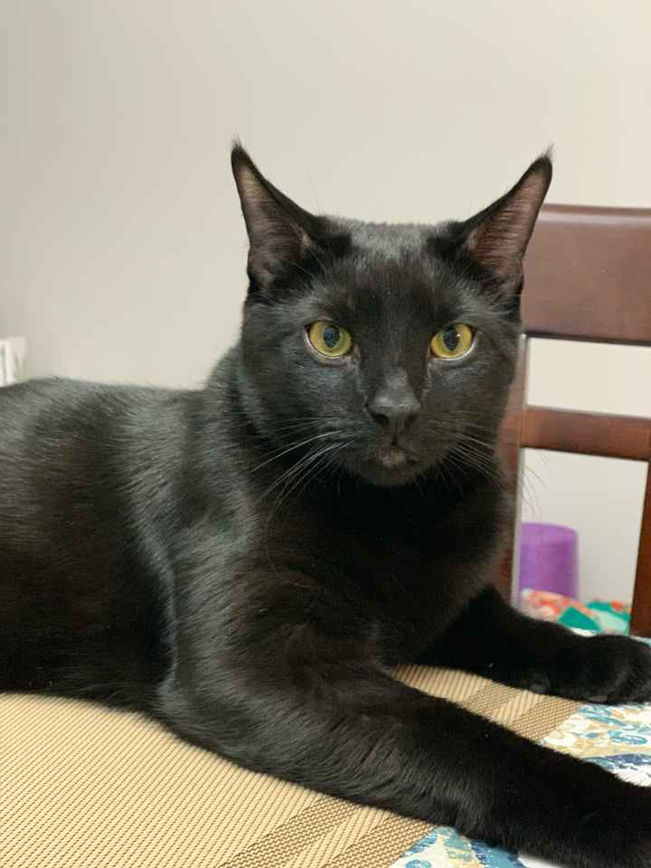 Show me your fur babies! - 1