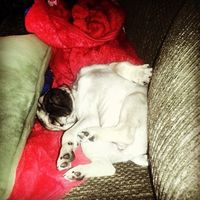 NWR: Share your funny pet stories!