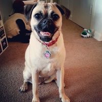 It is national dog day!