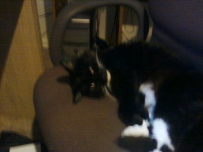 Just for fun- haven't seen the furbabies in awhile