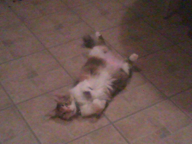 Its Friday - time for Furbabies...