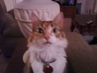 Just for fun- haven't seen the furbabies in awhile