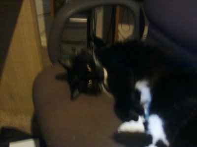Just for fun- haven't seen the furbabies in awhile