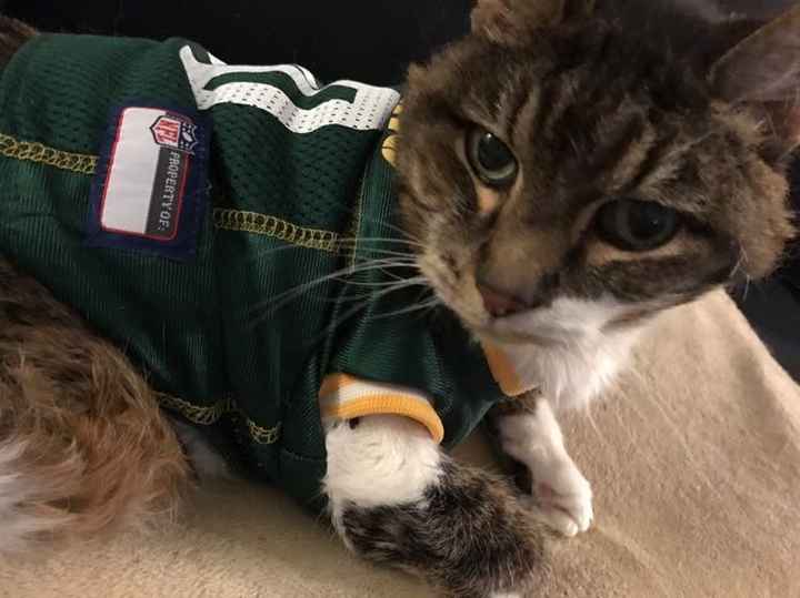 Positive thoughts and pictures of fluffy pets please