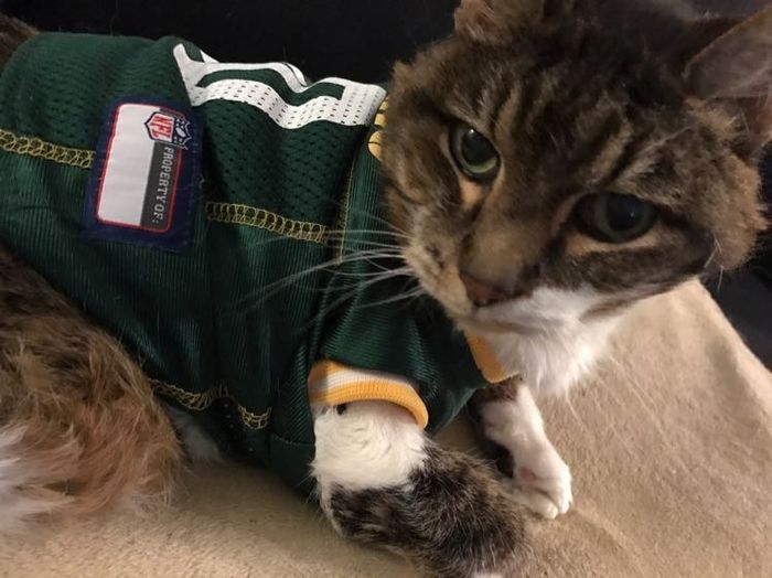 Positive thoughts and pictures of fluffy pets please