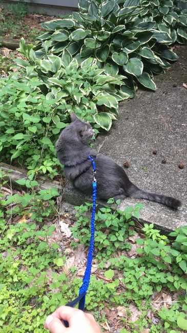Furbaby pick me up