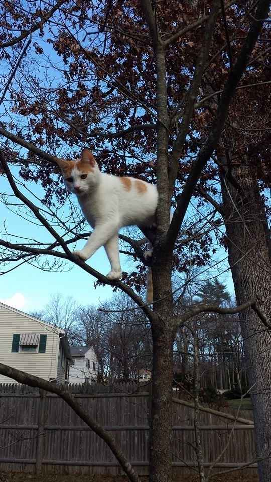 NWR- Does anybody want a dog?