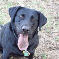 NWR- pets! We love them show me yours :)