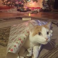 Pet PSA: No Holiday Plants!!!!!