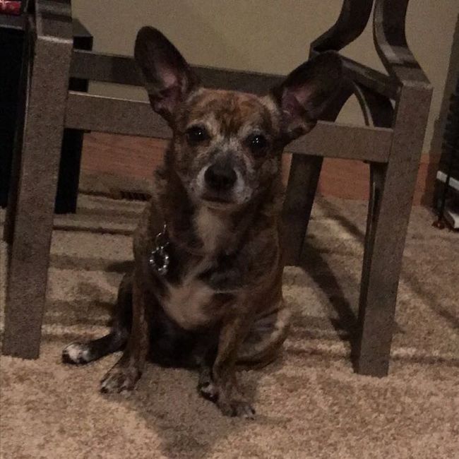 NWR: Puppy Friday!!