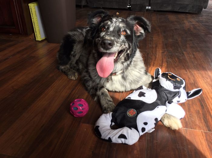 Show me your fur babies!