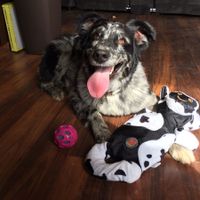 Show me your fur babies!