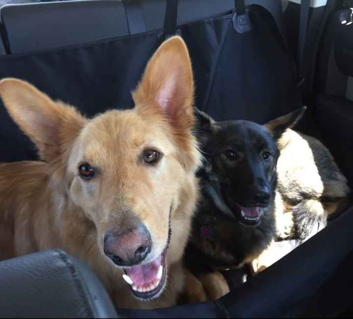 Nwr- show me your fur babies