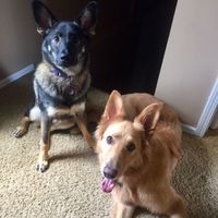 Puppies, puppies, and more puppies!!!