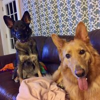 NWR:  Show me your fur babies!