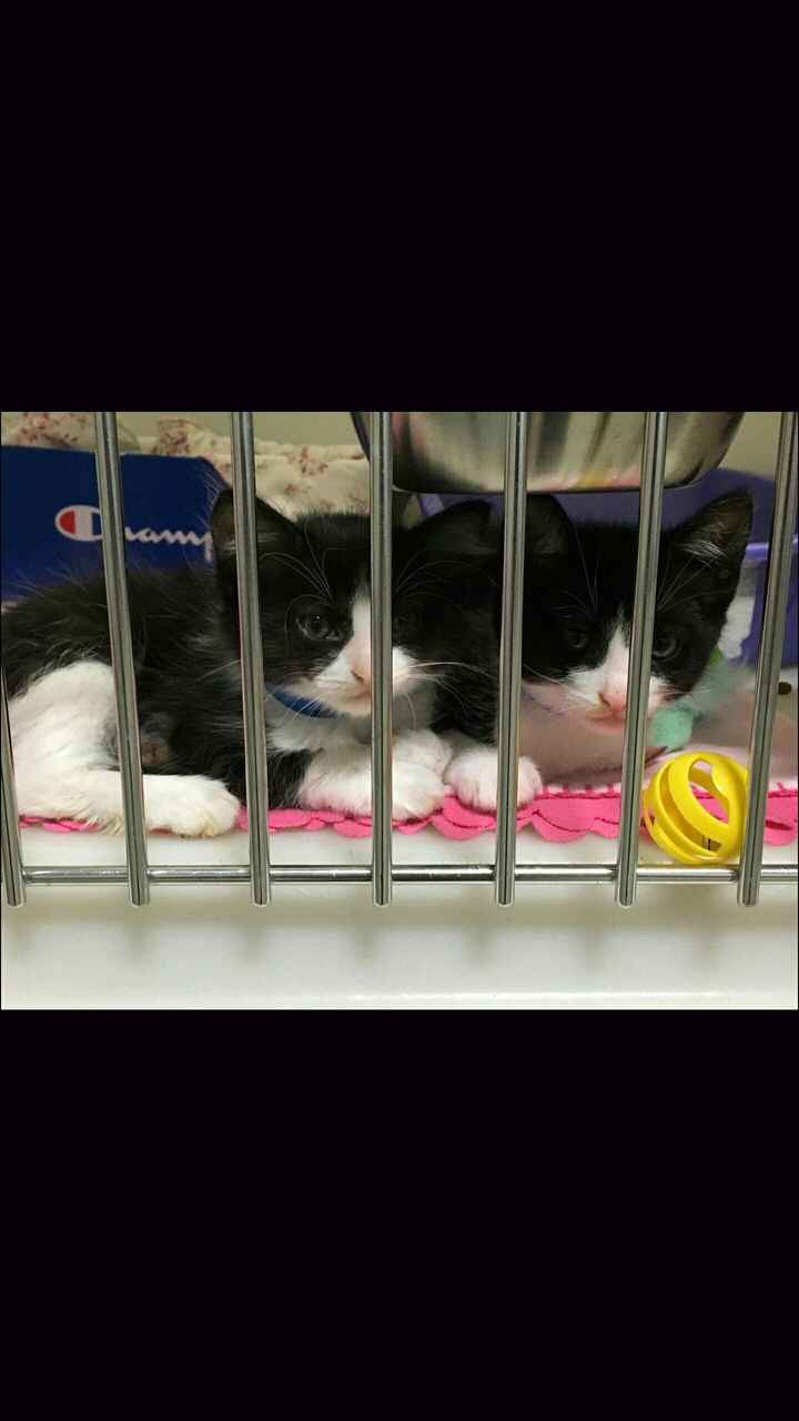 NWR: kitten names