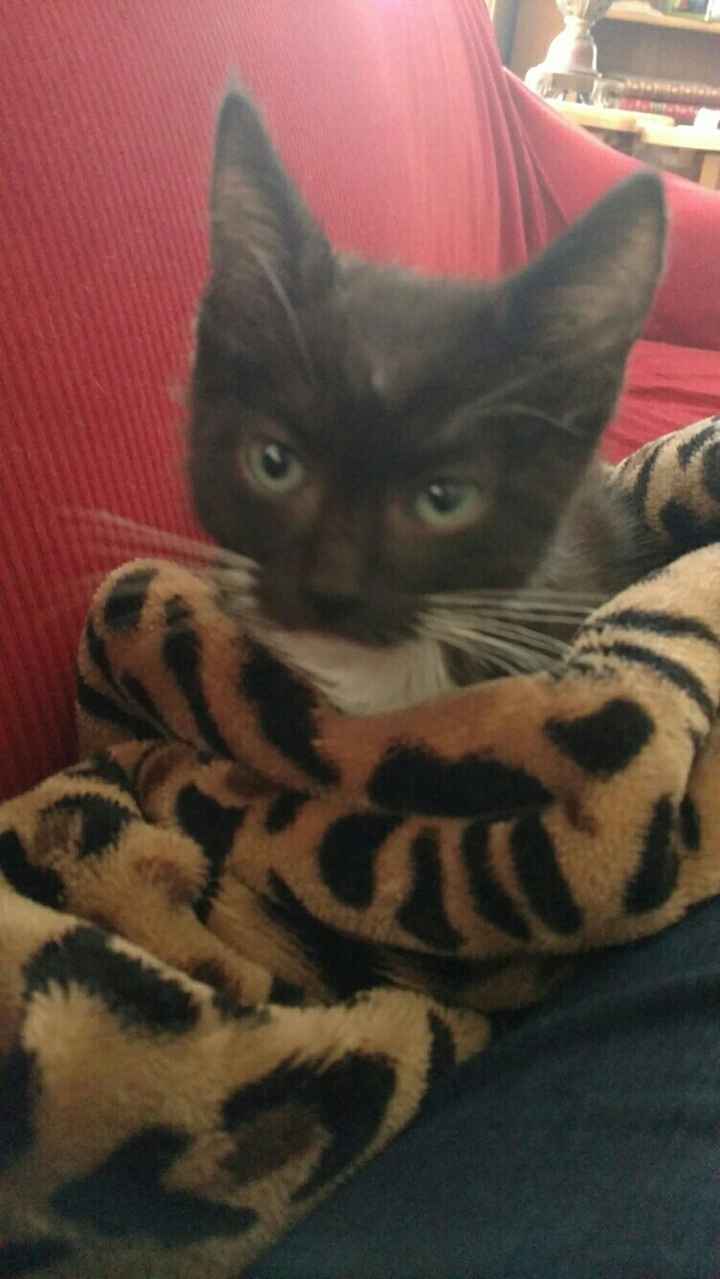 Nwr: foster kitten update