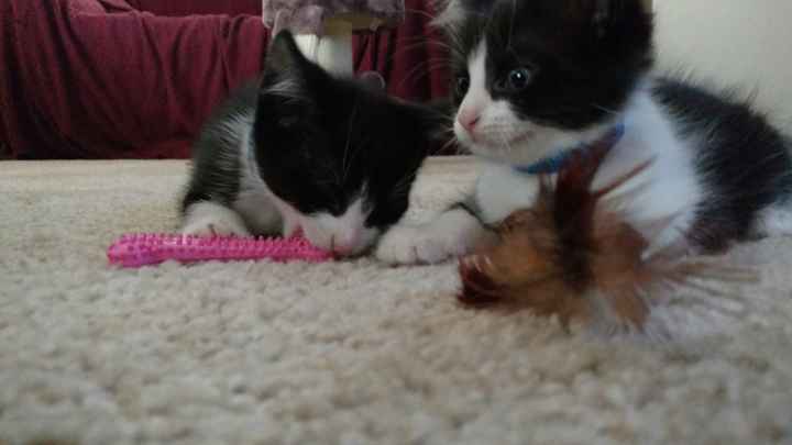 NWR: kitten names