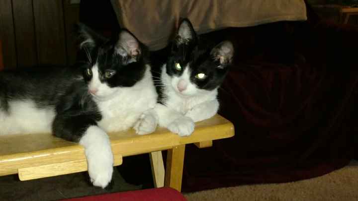 Fur babies
