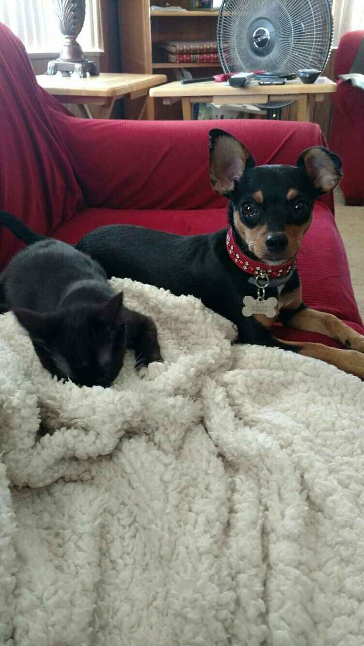 NWR- Puppy Lovin