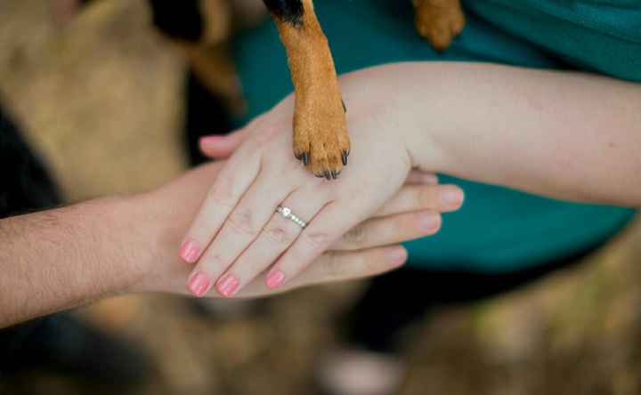 Fur babies with engagement/wedding photos