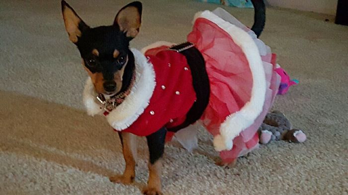 Show off your fur babies!